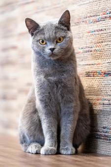 Animal Photo, JPG Animal Photo, JPG