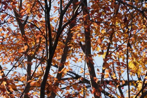 紅葉　秋 紅葉,自然,植物の写真素材