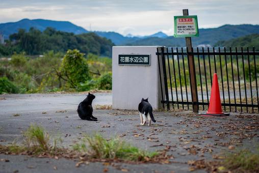 花園水辺公園の猫たち 猫,黒猫,白黒猫の写真素材