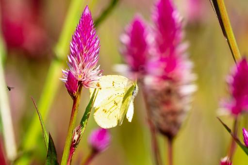 キチョウ⒃ キチョウ⒃の写真