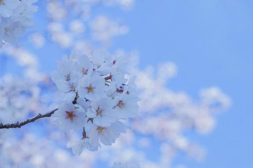 桜 桜の写真