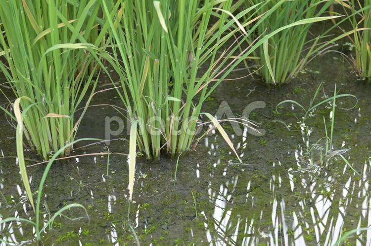 苗が成長して株が増えた稲の根元 水田,田園,苗の写真素材