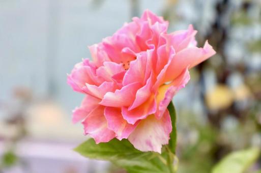 ピンクのバラの写真