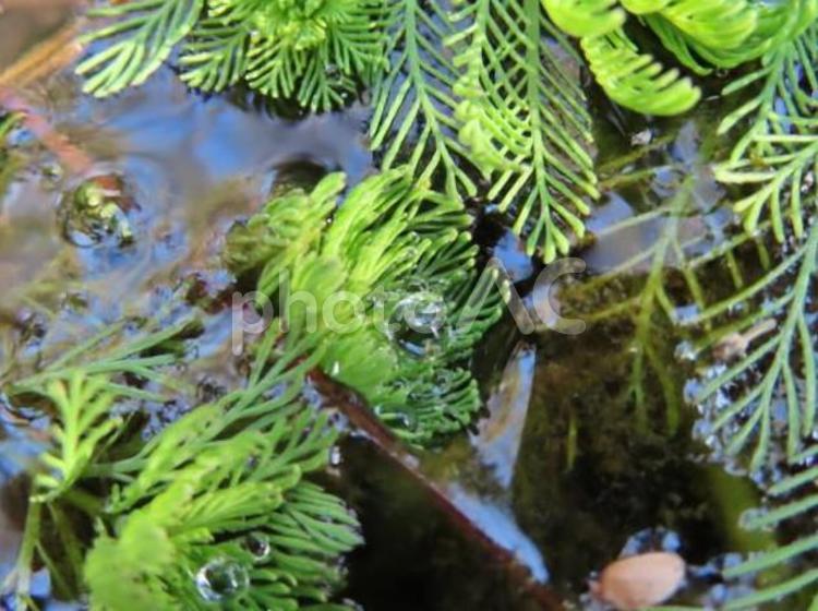 オオフサモ(大房藻) オオフサモ,オオフサモの葉,水の雫の写真素材