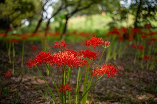 秋の草花 彼岸花3 秋の草花 彼岸花3の写真