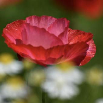 ポピー ポピー 花,flower,花畑の写真素材