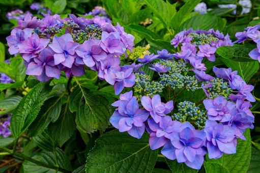 紫陽花 紫陽花の写真