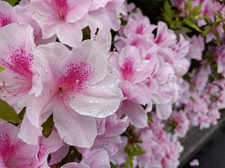 つつじの花 つつじの花の写真