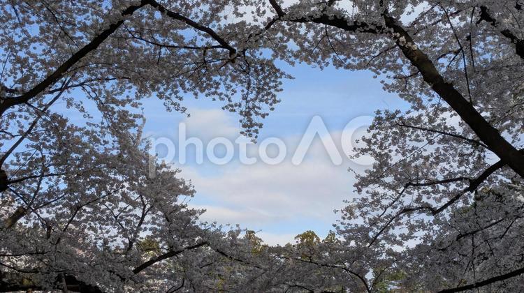 弘前公園のハートの桜 弘前公園,桜,ハートの形の写真素材
