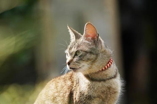 野良猫の顔 野良猫の顔の写真