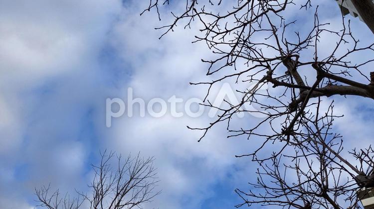 枯れ木と青空の風景 枯れ木,季節,冬の写真素材