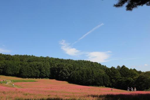 赤そばの里10 赤そばの里10 赤そば,赤蕎麦,箕輪町の写真素材