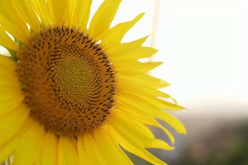 Sunflower, JPG Sunflower, JPG