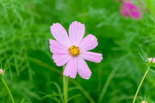 雨上がりのコスモスの花 雨上がりのコスモスの花の写真