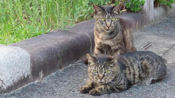夕涼みが日課の仲良しなもふもふ猫様たち 夕涼みが日課の仲良しなもふもふ猫様たち 猫,キジトラ,寝そべるの写真素材