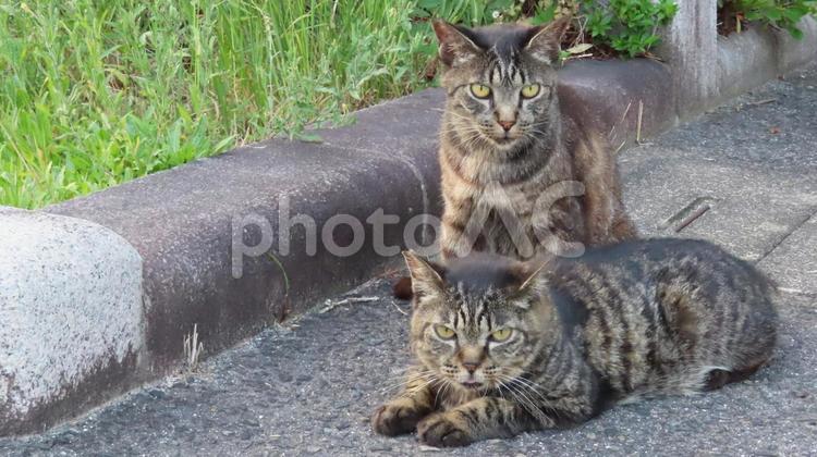 夕涼みが日課の仲良しなもふもふ猫様たち 猫,キジトラ,寝そべるの写真素材
