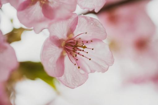 Photo, cherry blossoms, sakura, flower, 