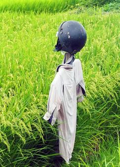 「田んぼを守り隊」隊長さん03 「田んぼを守り隊」隊長さん03 かかし,帽子,ヘルメットの写真素材