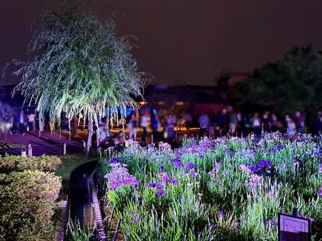 夜の堀切菖蒲園 ライトアップされる花菖蒲 夜の堀切菖蒲園 ライトアップされる花菖蒲 堀切菖蒲園,5月,菖蒲の写真素材