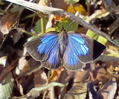 ムラサキシジミ　市川市動植物園 ムラサキシジミ,チョウ目,シジミチョウ科の写真素材