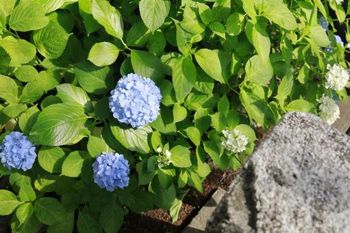 あじさい あじさい 花,青い,自然の写真素材