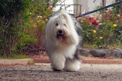 オールドイングリッシュ・シープドッグ 犬,オールドイングリッシュ,シープドッグの写真素材