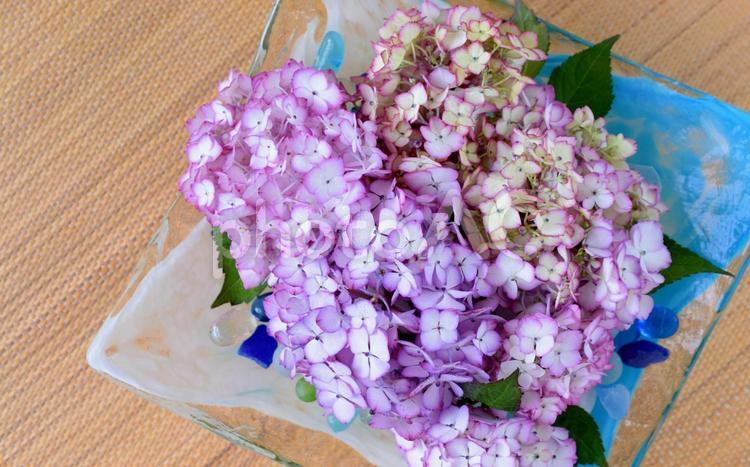 和室の紫陽花、アジサイ アジサイ,紫陽花,あじさいの写真素材