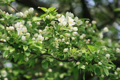 ズミ（小梨）の花５の写真