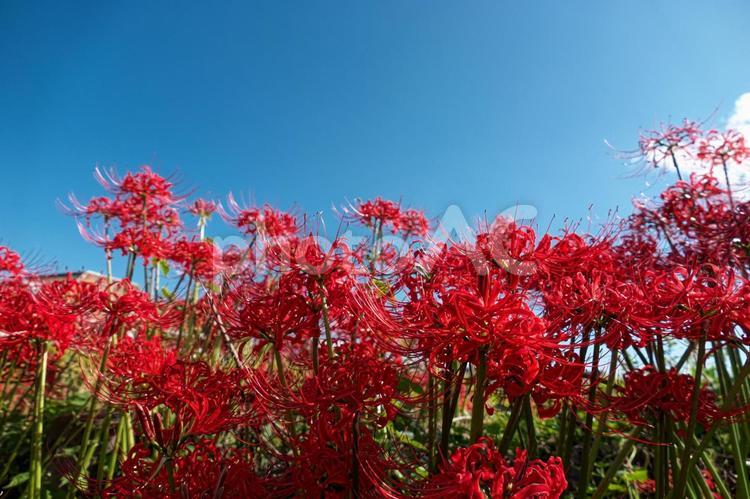 青空と彼岸花の群生 彼岸花,曼珠沙華,花の写真素材