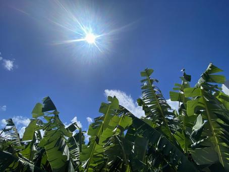 太陽とバナナの木 太陽とバナナの木 太陽,晴れ,沖縄の写真素材