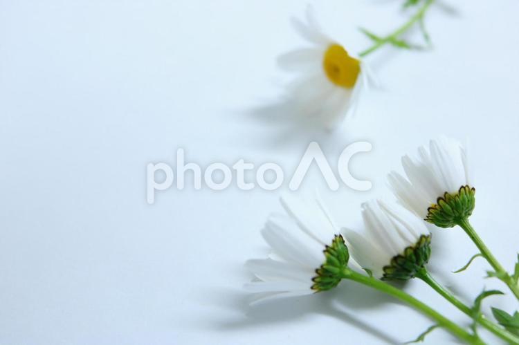 白い花のテクスチャ　壁紙　背景 白い小花,白い花,ノースボールの写真素材