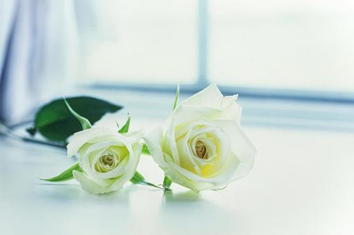 Photo, roses, white, curtain, 