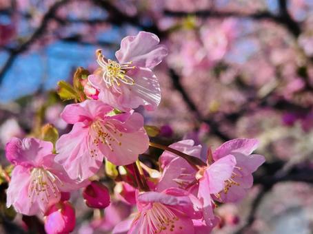 Kawazu cherry blossoms, JPG