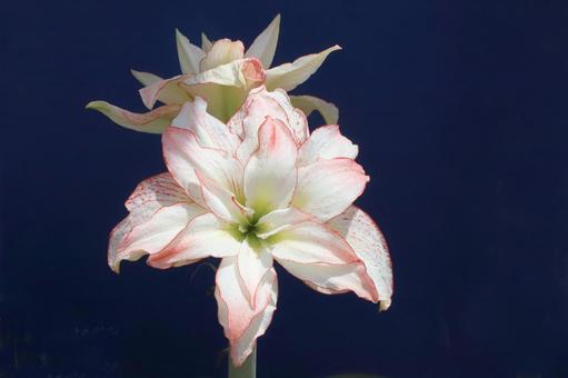 アマリリスの花 初夏,花びら,アマリリスの写真素材