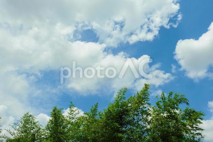 一陣の風に雲は流れ若竹はそよぐ 竹,竹林,新芽の写真素材