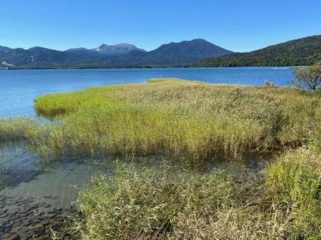 水草生い茂る湖のほとり 水草生い茂る湖のほとり 水,水草,草の写真素材