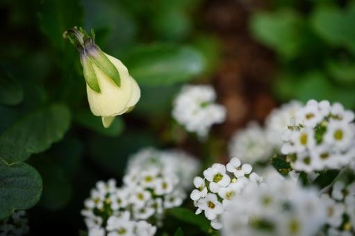 パンジービオラとスイートアリッサム パンジー,スイートアリッサム,ビオラの写真素材