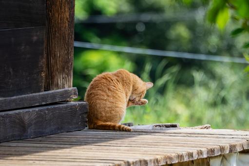 猫(94) 猫(94)の写真