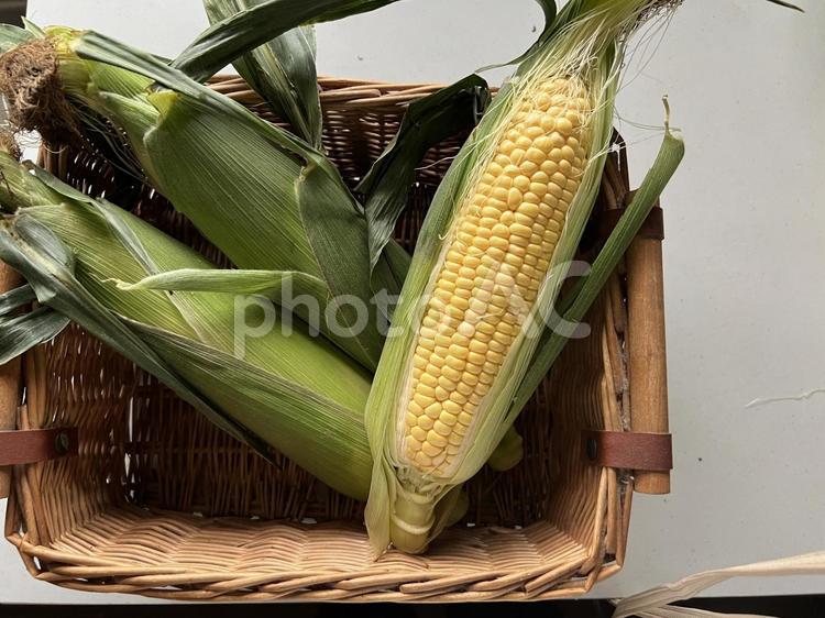カゴに入ったとうもろこし とうもろこし,トウモロコシ,野菜の写真素材
