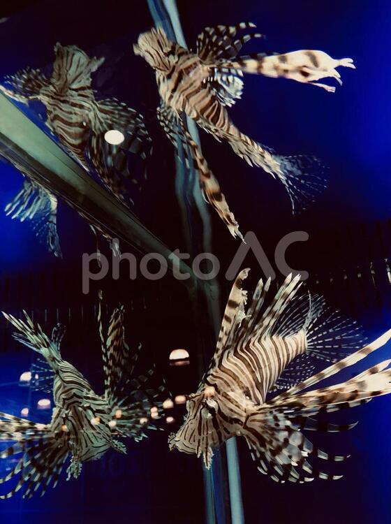 ミノカサゴ、水槽で撮影 ミノカサゴ,ライオンフィッシュ,魚の写真素材