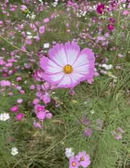 ピンクと白のコスモス コスモス,秋の花,秋の写真素材