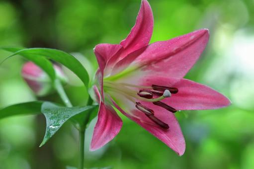 A flower that symbolizes chastity, JPG A flower that symbolizes chastity, lírios, lírio, flor, JPG