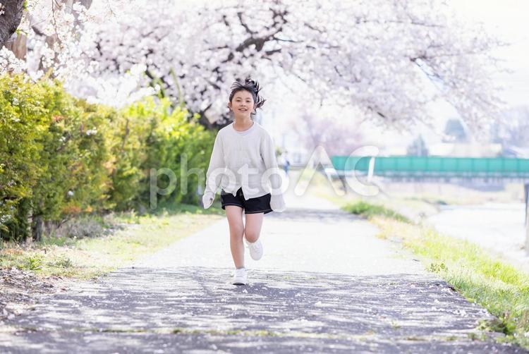 桜の下で微笑む女の子 桜,小学生,ランドセルの写真素材