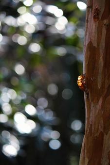 夏のなごり 夏のなごり セミの抜け殻,蝉,玉ボケの写真素材