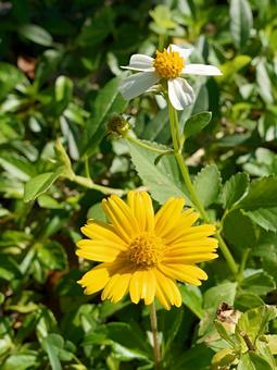 陽だまりのデュエット 花,野草,自然の写真素材