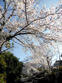 鎌倉中央公園のゲートより・桜並木が誘う 鎌倉中央公園のゲートより・桜並木が誘う 桜,木,花の写真素材