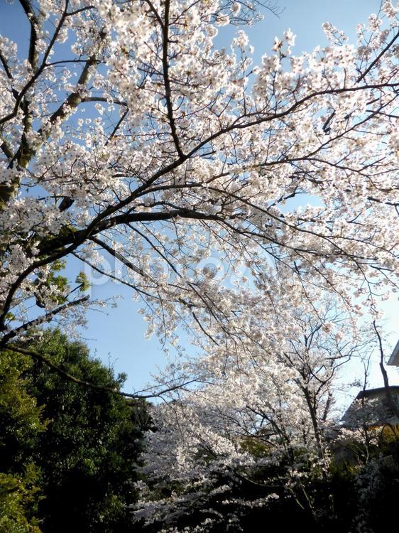 鎌倉中央公園のゲートより・桜並木が誘う 桜,木,花の写真素材