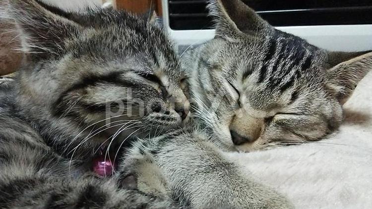 暖かくて幸せな猫 キジトラ,気持ちよい,猫の写真素材