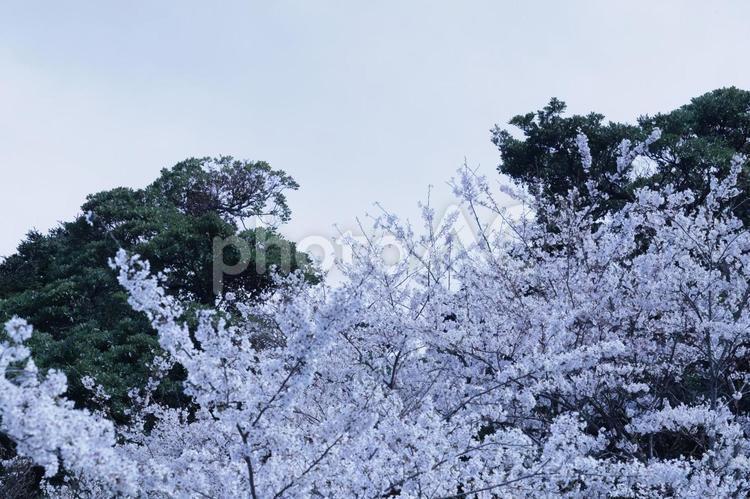 夕闇に咲き誇る満開のソメイヨシノ 桜,ソメイヨシノ,満開の写真素材