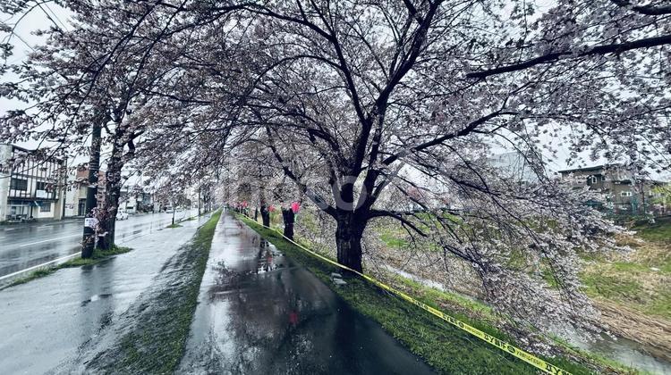 新川桜並木 桜,桜並木,新川桜並木の写真素材